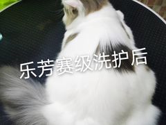-汪小喵宠物·戴维斯乐芳希施宠馨宝皮毛调理洗护店
