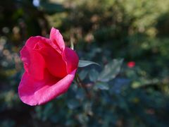 -广州市流溪河国家森林公园