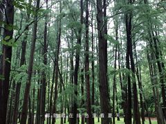 -上海共青森林公园