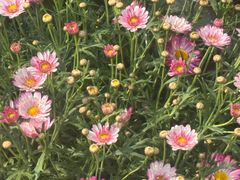 -上海鲜花港