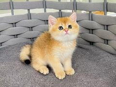 -lincat·猫舍(广州店)