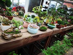 -龙大花卉苗木市场