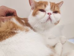 -飞行喵MR PILOT|猫舍·猫咖(静安大融城店)