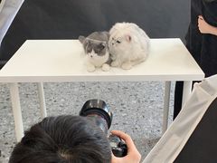 -萌兽医馆·绝育·24小时内科·宠物医院(德胜店)