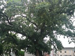 -大树下饭店(春晓镇慈岙社区卫生服务站南)