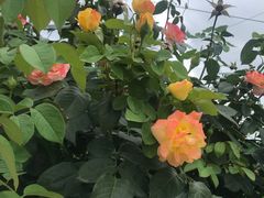 -意大利农场度假村