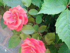 -武汉紫薇都市田园