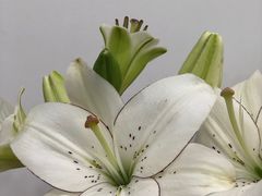 -Flower in(密渡桥店)