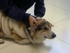 -关爱动物医院·心脏·中兽医·异宠(金牛路分院)