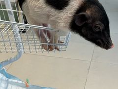 -怪兽屋·羊驼·猫咖·狗咖(俊华广场店)