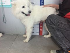 -伟伟宠物医院·CT影像中心·瑞派犬猫综合性门诊(汉口总院)