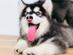 -翊宠yipet猫狗购宠庄园犬舍•猫舍