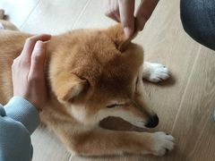 -南京Hallo宠物乐园·哈罗犬舍·柴犬繁育基地