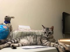 -安安宠医·臻爱宠物医院·宠保定点(营门口路分院)