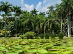 -中国科学院西双版纳热带植物园