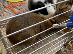 -前小桔亲子创意农场·草莓采摘·露营烧烤