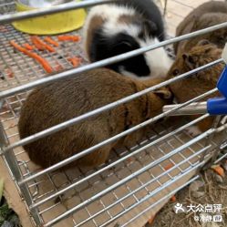 -前小桔亲子创意农场·草莓采摘·露营烧烤