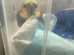 -爱侣宠医·鹦鹉专科·小型哺乳类·异宠专科(灵石路店)