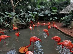 -海南热带野生动植物园