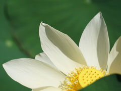 -五缘湾湿地公园
