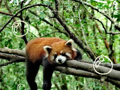 -普洱太阳河森林公园
