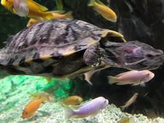 -太平洋海底世界