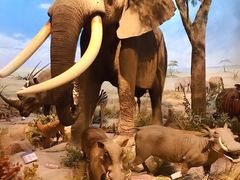 -陕西自然博物馆