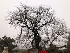 -八大处公园