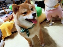 -逗柴咖啡屋·狗咖猫咖宠物桌游