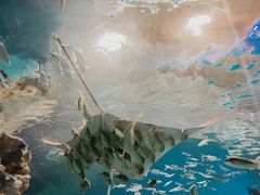 -海合安成都极地海洋公园