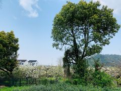 -树山生态村