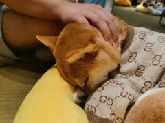 -逗柴咖啡屋·狗咖猫咖宠物桌游