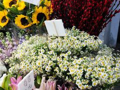 -循礼门鲜花花市(武汉循礼门店)