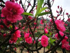 -南国桃园旅游度假区