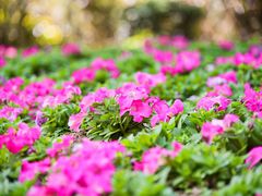 -广州市流溪河国家森林公园