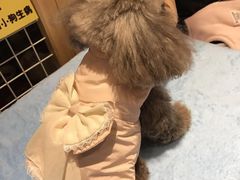 -爱宠屋pet shop·宠物洗澡·宠物美容