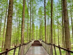 景点-黄海国家森林公园