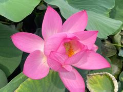 -莲花池公园