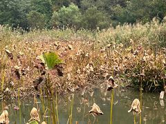 -西湖风景区-江洋畈生态公园