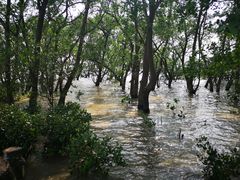 -宝安西湾红树林湿地公园