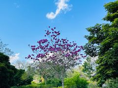 -中国科学院西双版纳热带植物园