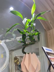 -灰姑娘美甲美睫馆