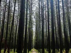-江苏三台山国家森林公园