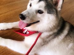 -Husky Go! 哈士奇体验馆·宠物咖啡厅狗咖