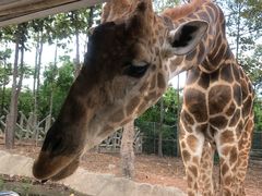 -清迈夜间动物园