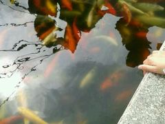 android_upload_pic-广东茂名森林公园