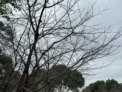 -顾村公园