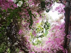 -深圳国际园林花卉博览园