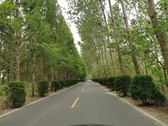 -黄海国家森林公园