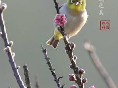 -南国桃园旅游度假区